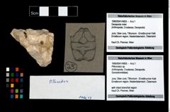 Foto (Objekt + Etikett) von Pithonoton sp.  (NHMW-GEO-1990-0041-4805)